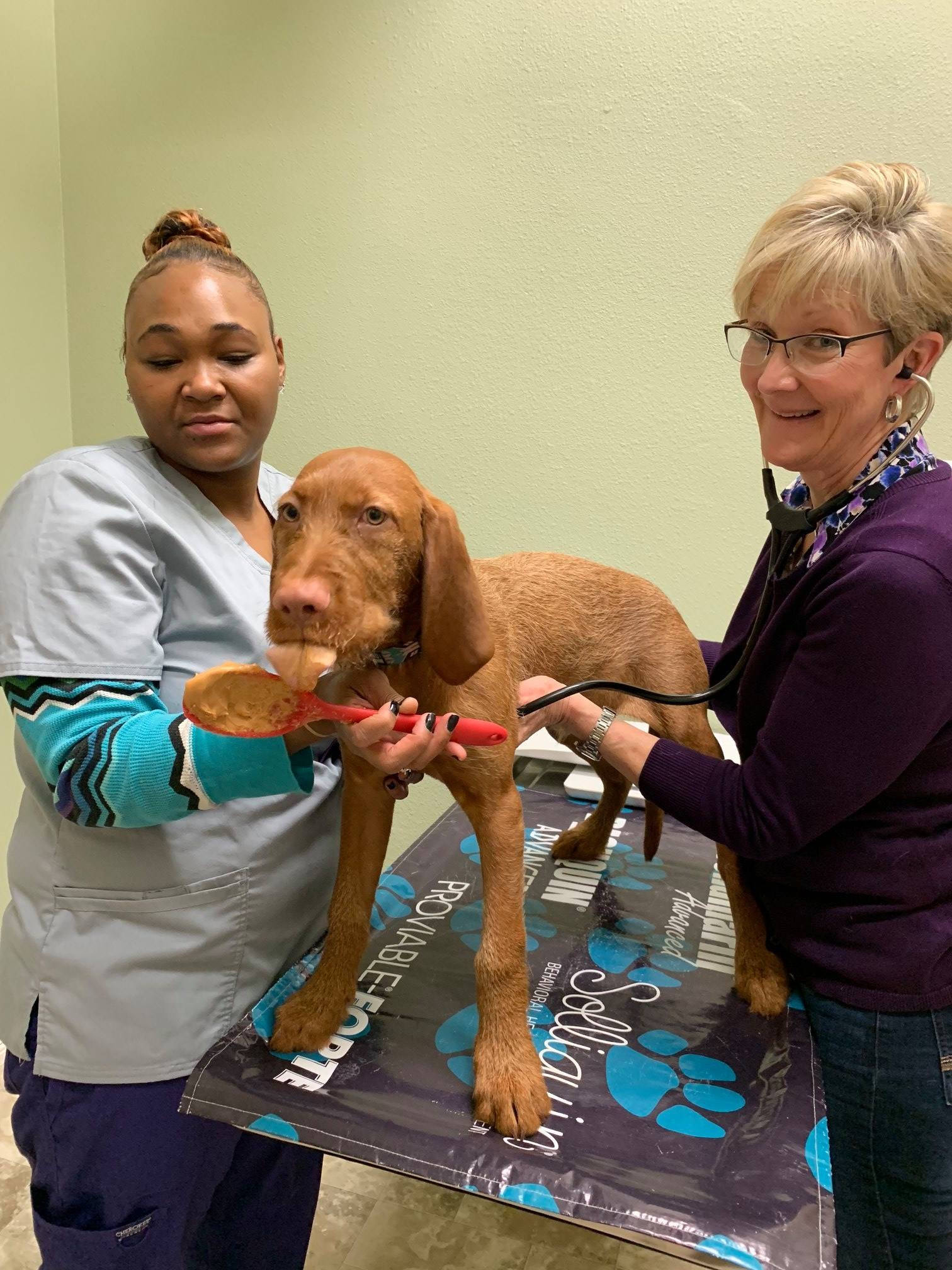 Find Pet Care Information and Veterinarians in Glendale, Colorado